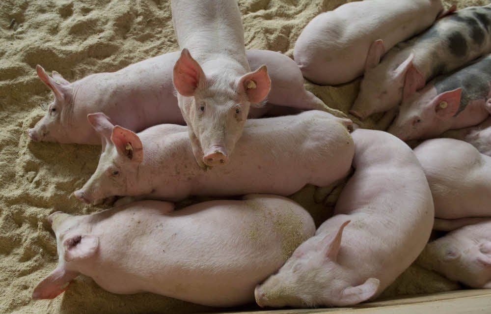 Im Landkreis Harz gibt es 348 Schweinehalter.