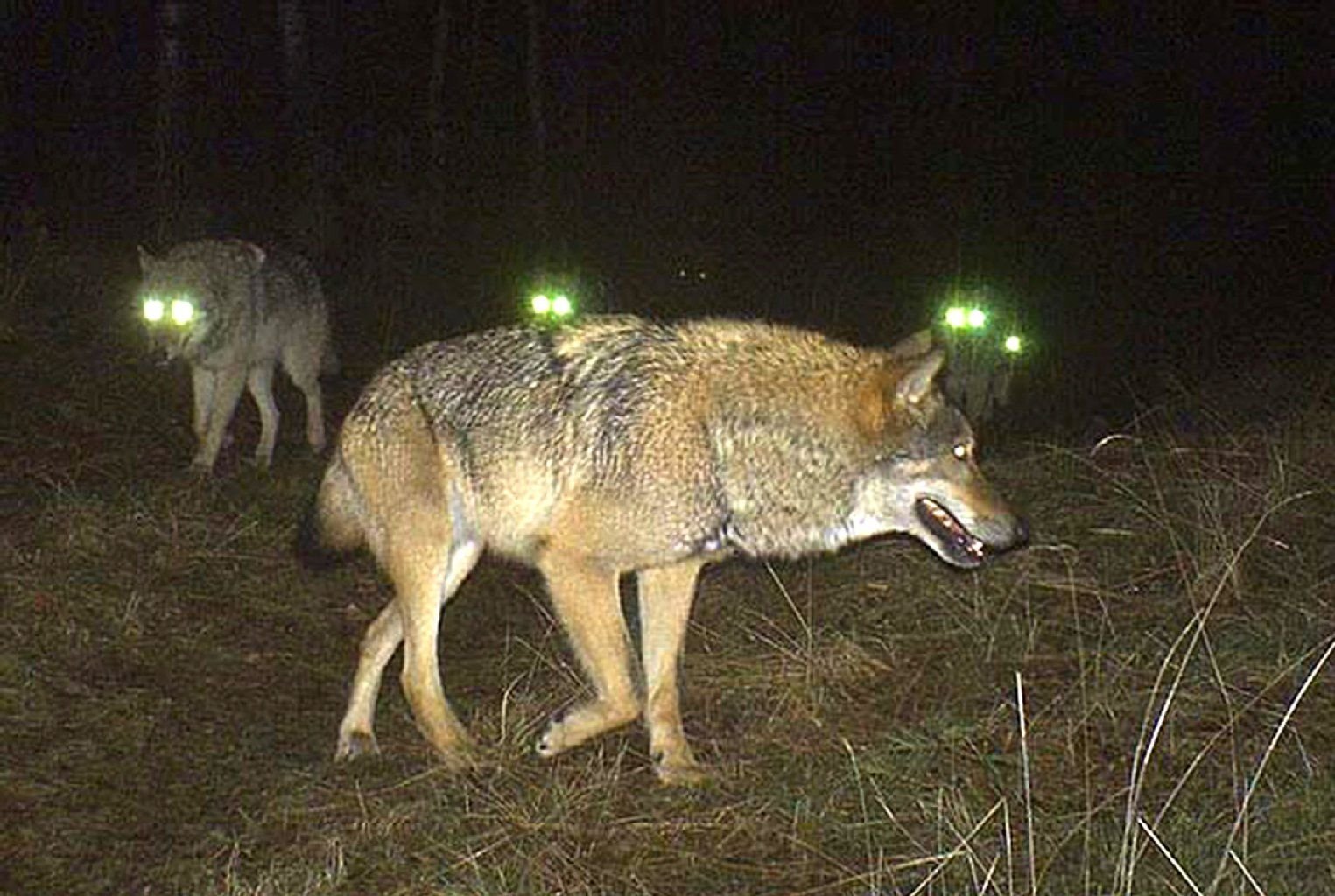Die Nachtaufnahme vom 03.02.2013 zeigt ein Wolfsrudel im Forstrevier Göritz.