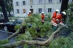 Feuerwehrmänner entfernen am Donnerstag (8. Juli 2004) in Freiburg einen herabgestürzten Baumstamm von der Fahrbahn. (Foto: dpa)