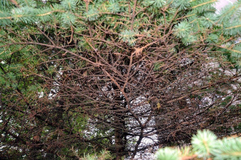 So sieht ein von der Sitka-Fichtenlaus befallener Nadelbaum, hier in Zeitz-Ost, aus: Die noch grünen Nadeln werden innerhalb kürzester Zeit erst gelb, dann braun und dann fallen sie ab.