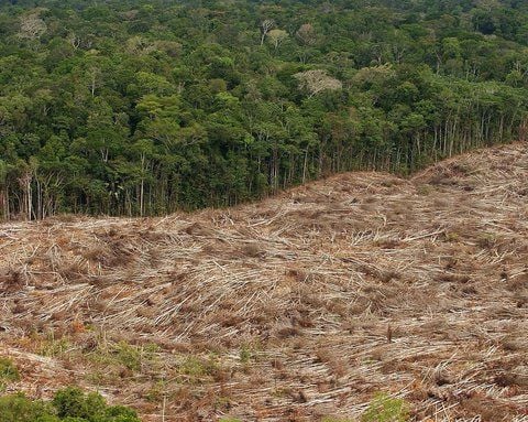 Das undatierte Archivfoto zeigt die Abholzung des Regenwalds im Amazonasgebiet in Brasilien. (FOTO: ARCHIV/DPA)