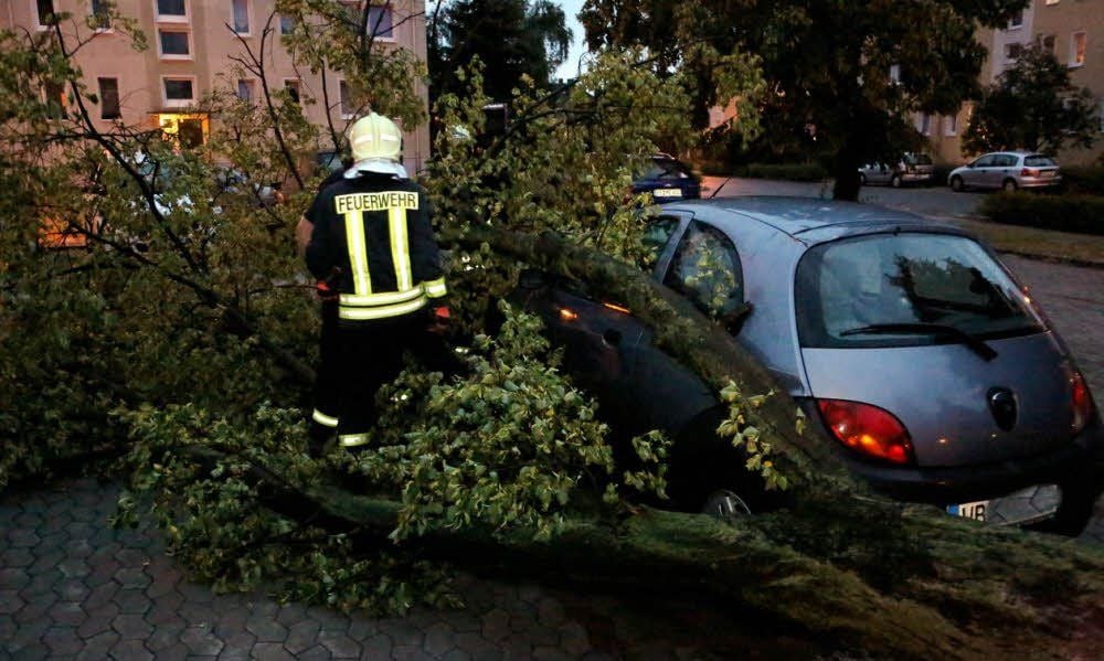 In Jessens Ludwig-Hosch-Straße stürzte ein Baum auf ein geparktes Auto.