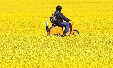 Ein Mann fährt auf seinem Schwalbe an einem blühenden Rapsfeld vorbei (FOTO: DAPD)