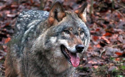 Wölfe breiten sich in Deutschland in freier Wildbahn weiter aus.