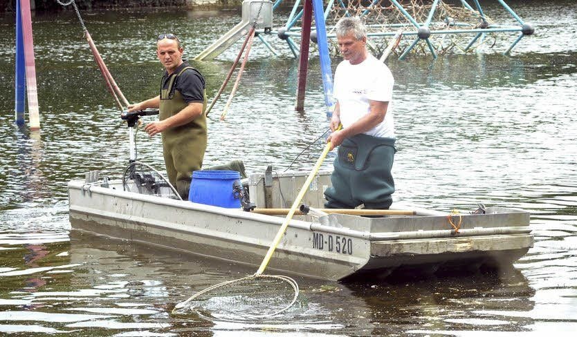 „Elektrofischer“ an der Flutbrücke Bernburg im Einsatz.