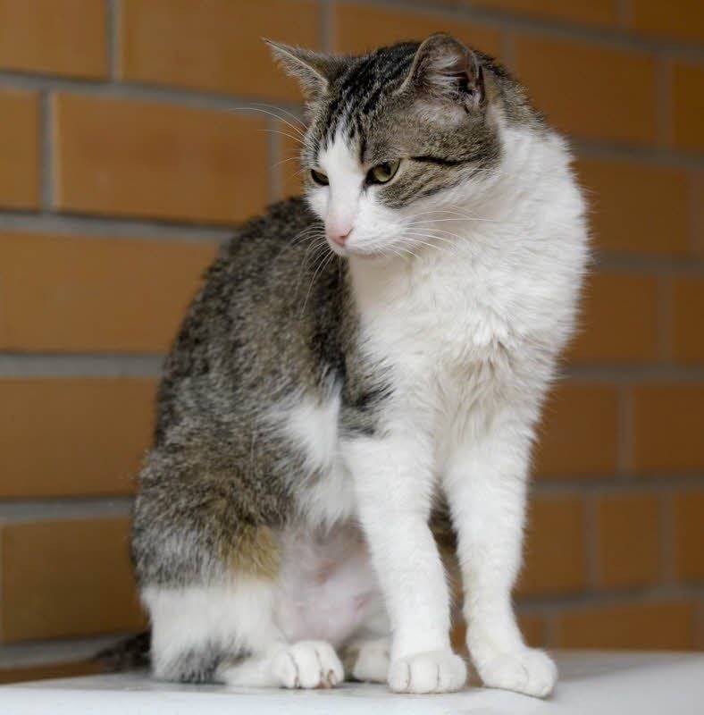 Allein in Halle soll es mehr als 3.000 herrenlose Katzen geben.