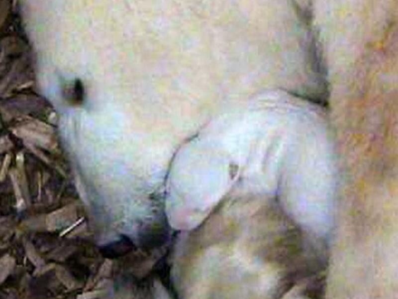 Unter ständiger Beobachtung einer Überwachnungskamera: Die Eisbärin Giovannawärmt ihr Junges. Foto: Tierpark Hellabrunn