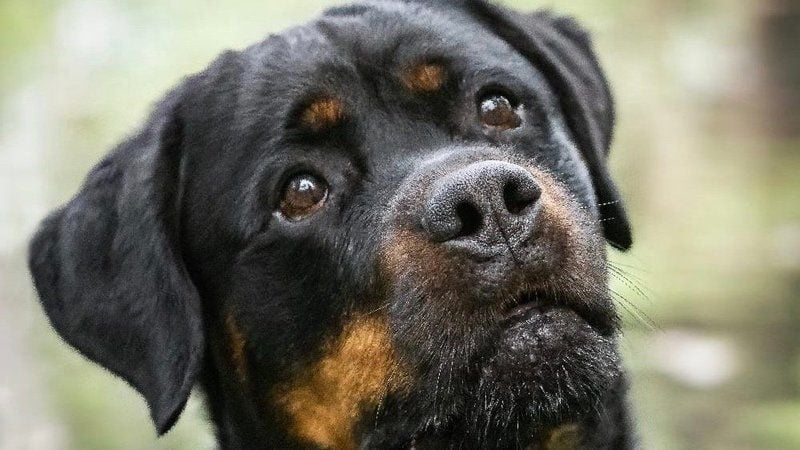 Rottweiler Zeus soll eingeschläfert werden.