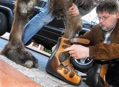 Peter Wessels zieht Kamel «Goliath» in Vreden orthopädische Schuhe an. (Foto: dpa)