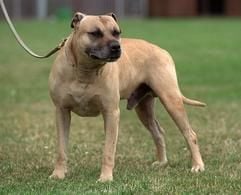 Der als gefährlicher Kampfhund eingestufte American Staffordshire Terrier in einer Hundeschule im nordrhein-westfälischen Rhaden. (Foto: dpa)