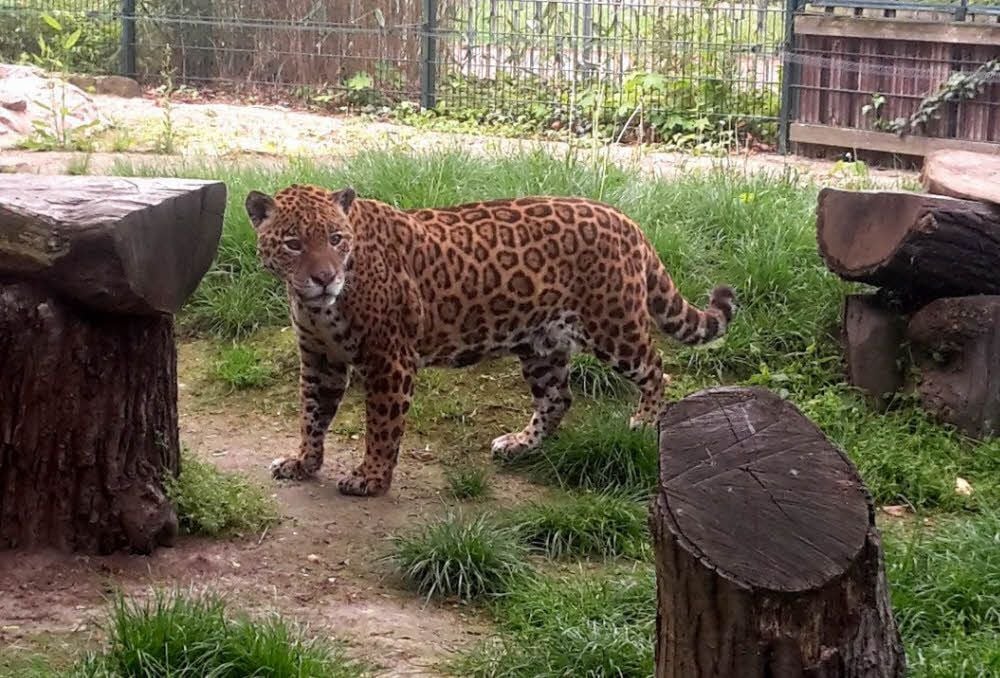 Die Jaguar-Dame ist in Dessau angekommen.
