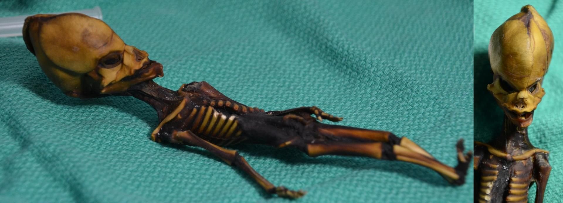 Die undatierte Aufnahme zeigt die aus der Atacama-Wüste stammende Ata Mumi.