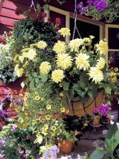 : Eher ländlich und heiter anmutend: Topfdahlien haben gerade in Blumenampeln schon länger ihren festen Platz - neue kleinblumige Sorten sollen für noch mehr Blüten und Farbe über dem Laub sorgen. (Foto: dpa)