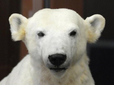 Süß wie eh und je: Die Plastik von Eisbär Knut im Berliner Museum für Naturkunde.