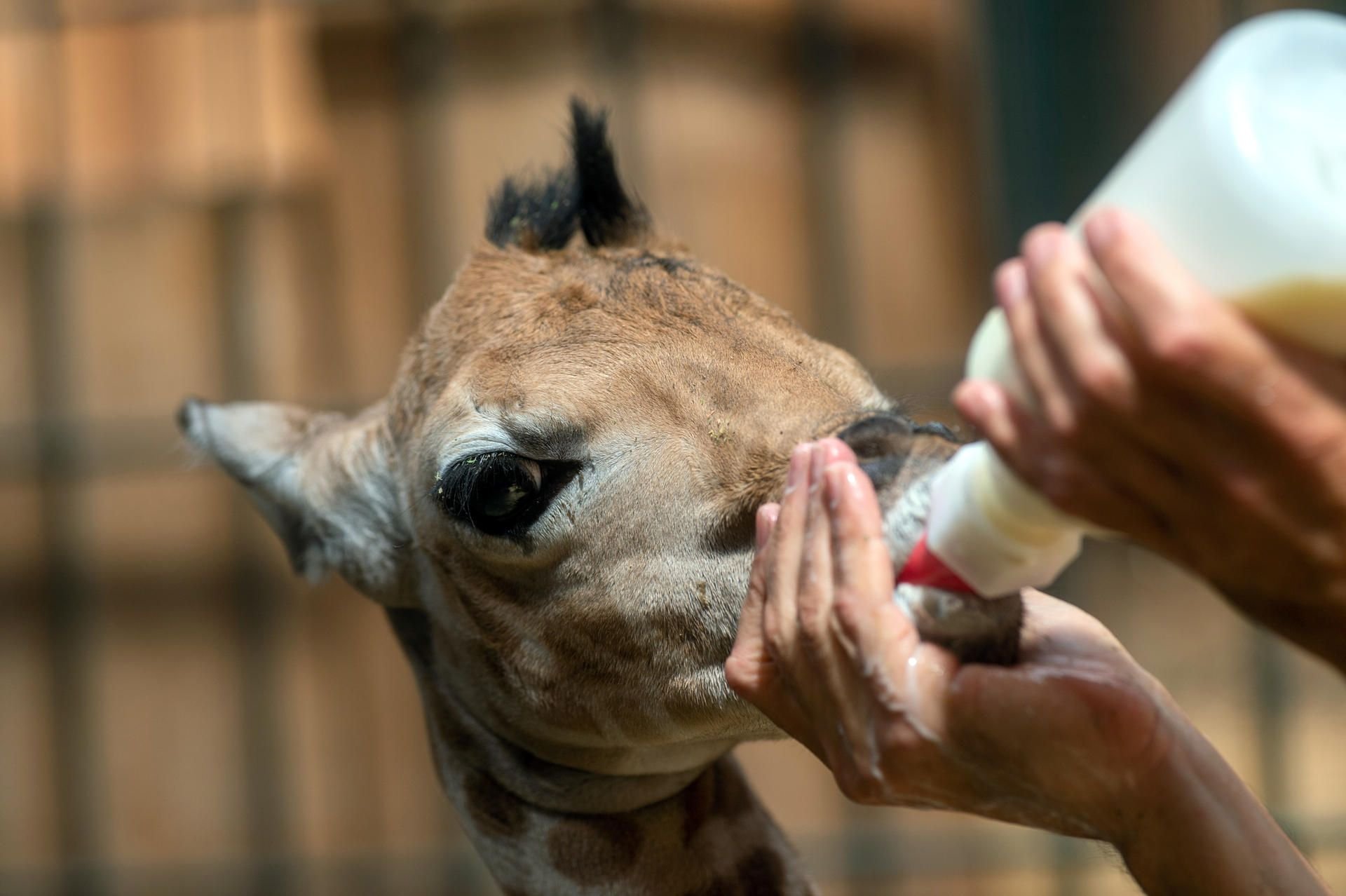 Der kleine Giraffenbulle wird nun sechs bis sieben Mal am Tag mit der Flasche gefüttert.