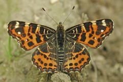 Der Falter mit dem Namen «Landkärtchen» (Araschnia levana) ist Schmetterling des Jahres 2007 (undatiertes Handout). (Foto: dpa)