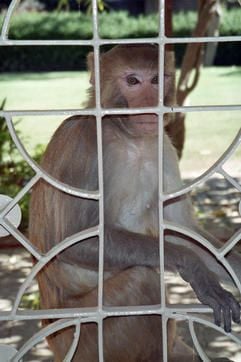 Ein Affe sitzt im indischen Vrindavan hinter einem Gitter. In der heiligen Hindu-Stadt Vrindavan sind die Affen ein wirkliches Problem. (Foto: dpa)