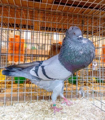Stolzer Name: „Starwitzer Flügelsteller Blau mit schwarzem Binden“