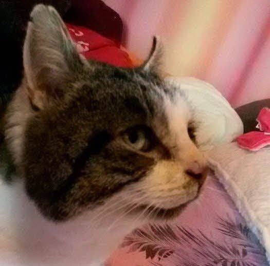 Wer kennt diesen Kater - oder vermisst ihn vielleicht schon?
