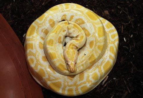 Python