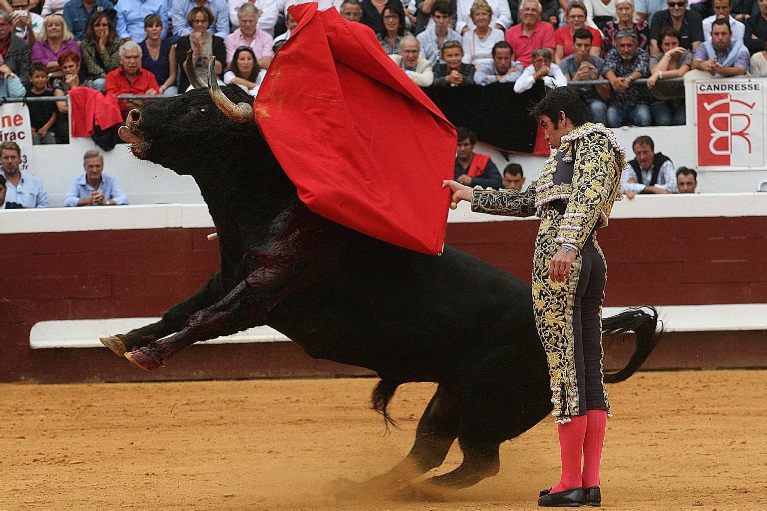 Der spanische Torero Miguel Angel Perera beim Stierkampf.