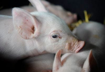 Beesenstedter wollen den Bau einer Agrarfabrik im benachbarten Hedersleben/Dederstedt (Landkreis Mansfeld-Südharz) verhindern. (FOTO: DDP)