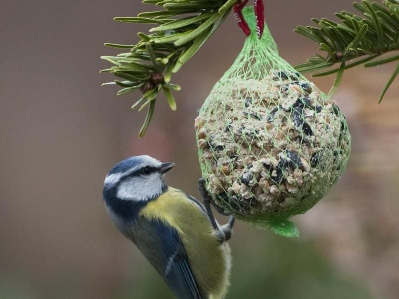 Meisenknödel im Netz können bei der Fütterung problematisch sein, weil sich die Vögel darin verfangen könnten. Foto: Sebastian Kahnert