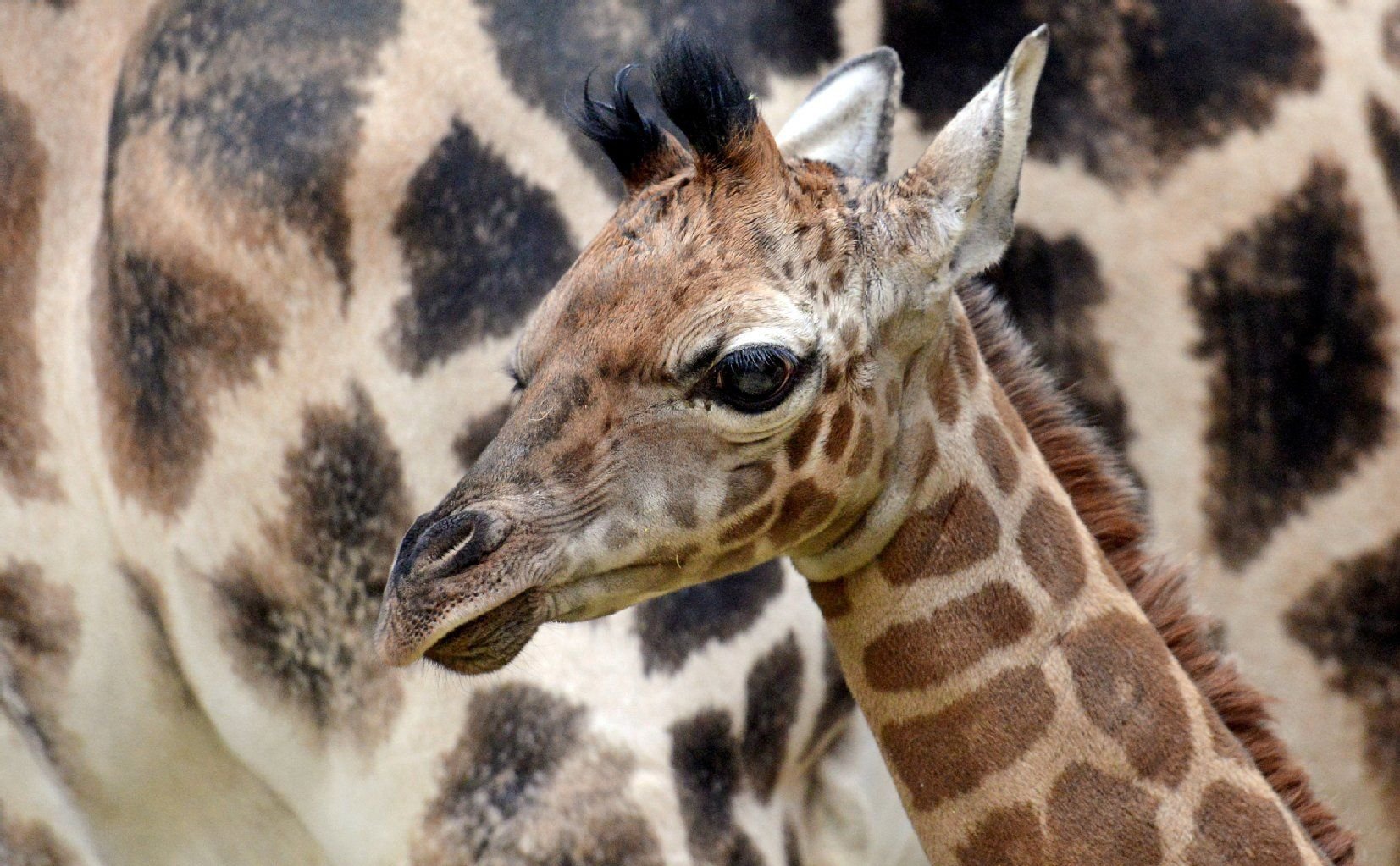 Seine Umwelt erkundet der neugeborene Giraffenjunge im Schutze seiner Mutter Gusti am 24.01.2014 im Zoo Leipzig (Sachsen). Der Bulle kam am 18.01.2014 in Leipzig zur Welt, wiegt stolze 71 Kilogramm und misst 1,80 Meter.