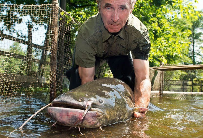 Spreewald-Fischer Wolfgang Richter hat regelmäßig Welse im Netz.