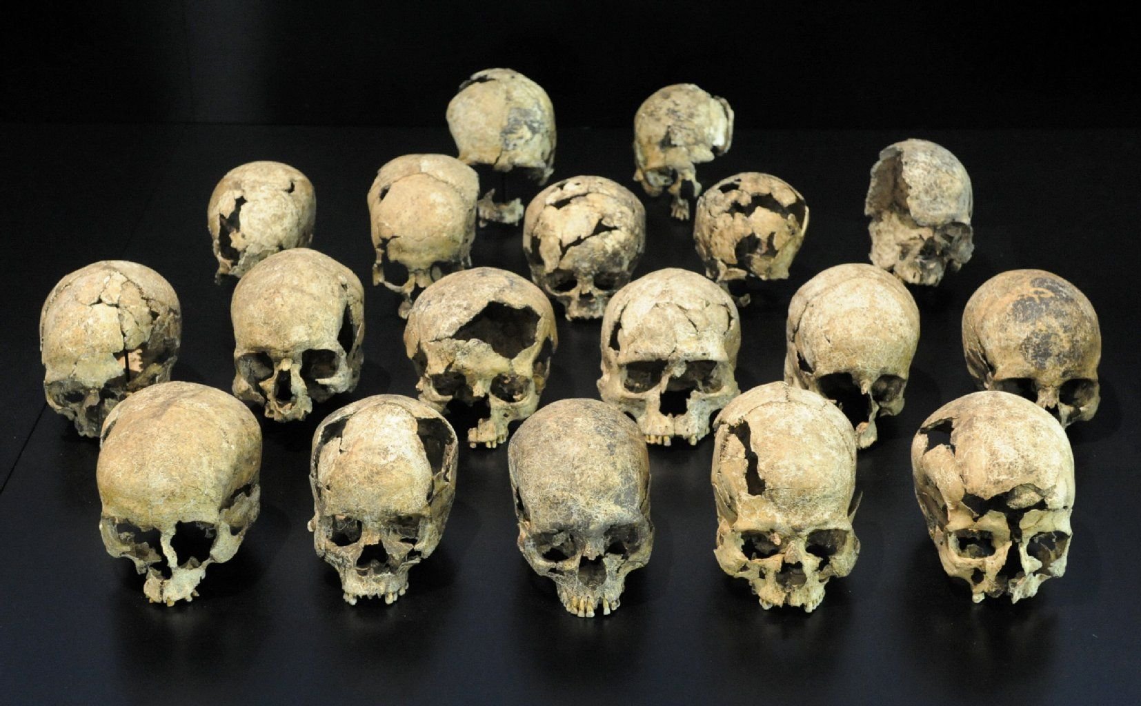 In Halle lockt die neue Ausstellung im Landesmuseum für Vorgeschichte mit mysteriösen Ausgrabungen aus der Steinzeit. Die Totenschädel sind Teil des Sensationsfundes bei Salzmünde, den aus dem die Archäologen 2006 und 2007 unweit der Trasse für die geplante Autobahn 143 gemacht haben.