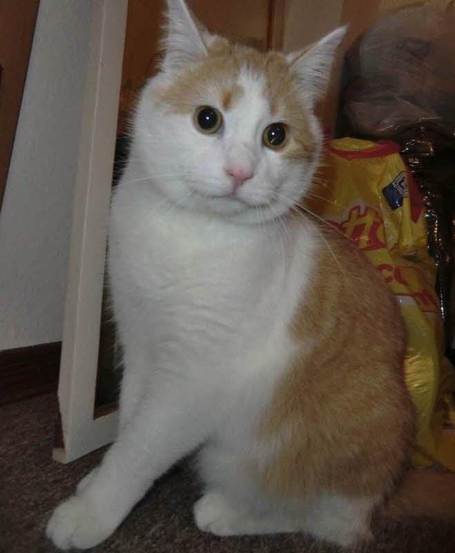 Kater Max wird gesucht.