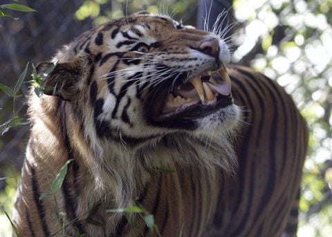Sumatra-Tiger