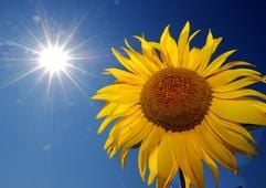 Wer will jetzt Sonnenblume sein? Bis auf 38 Grad steigt die Temperatur am Donnerstag im Osten, am heißesten wird es in der Oberpfalz und von der Magdeburger Börde bis zur Lausitz. (Foto: dpa)