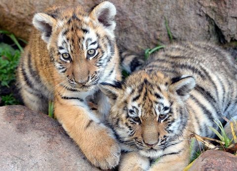 Die beiden kleinen Amurtiger Ivo und Tamur schmusen in ihrem Gehege. Die beiden Geschwister wurden am 20 Juli geboren und erkunden seit nun gut einem Monat ihre Aussenanlage. (FOTO: DPA)