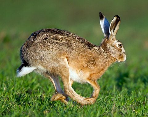 Ein Feldhase (Lepus europaeus) springt am Sonntagmorgen über ein Feld im Oderbruch (Märkisch-Oderland).