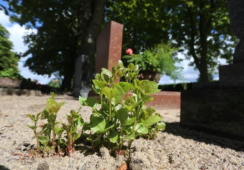 Überall auf dem Thalheimer Friedhof: Pappelschösslinge