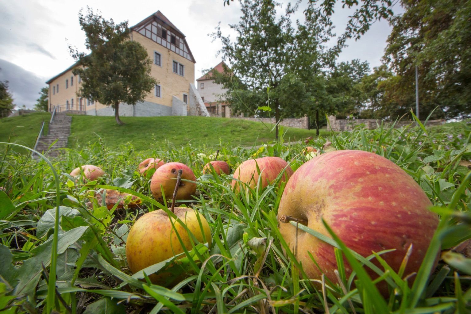 Äpfel liegen auf einer Streuobstwiese.