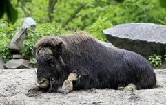 Der Moschusochsenbulle «Ludovico» ruht am Dienstag (15.05.2007) in seinem Gehege im Tierpark Berlin-Friedrichsfelde. (Foto: dpa)