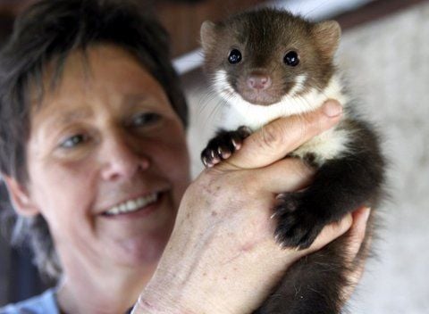 Flauschig mit Kulleraugen: Dieses Baummarder-Junge wurde von seiner Mutter auf dem Dachboden zurückgelassen. Karsta Rößler zieht es nun mit seinen beiden Geschwistern groß. (FOTO: KLAUS WINTERFELD)