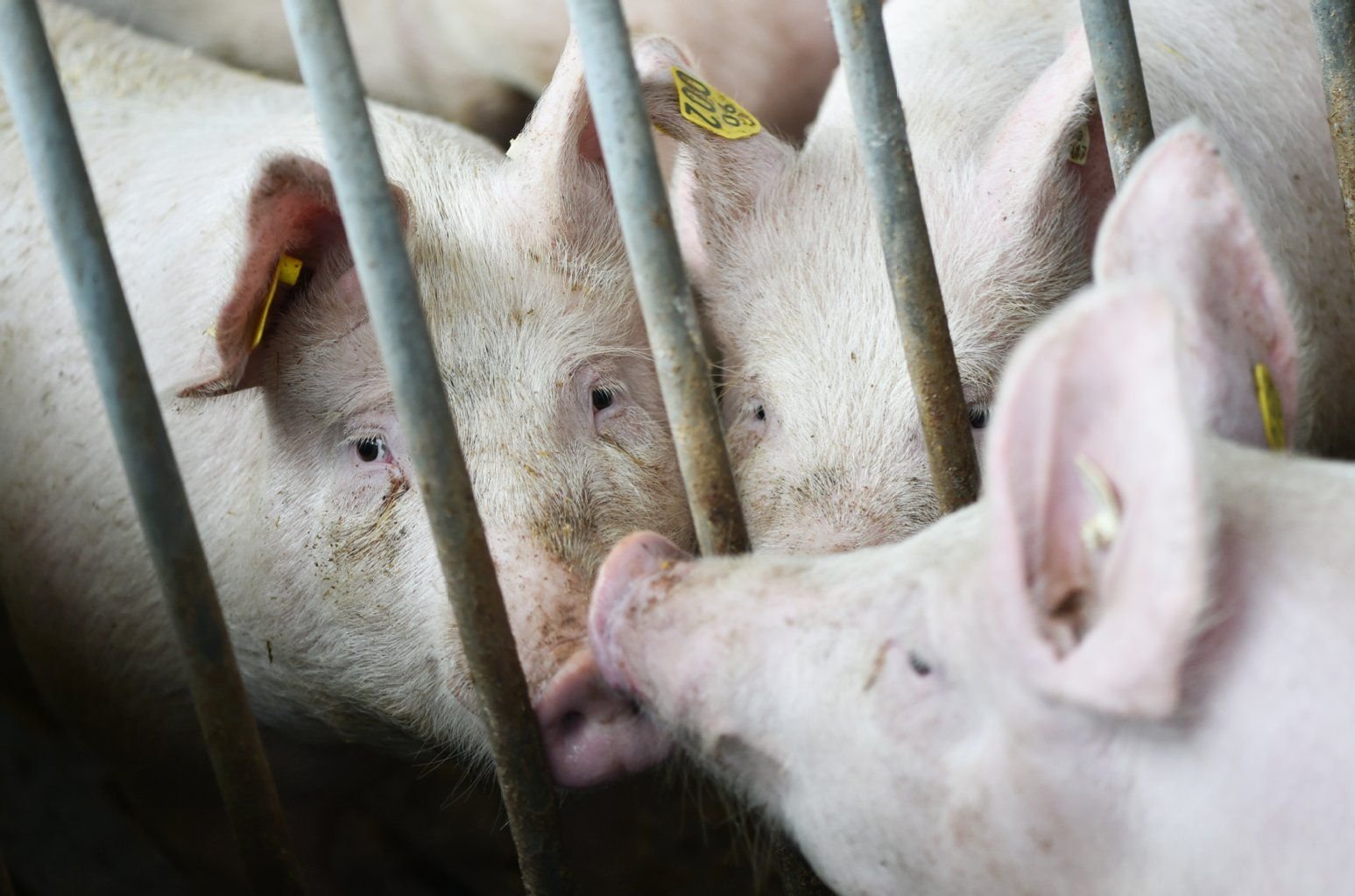 Schweine in einem Stall