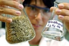 Die Laborantin Peggy Lindemann von der PCK Raffinerie GmbH in Schwedt zeigt symbolisch ein Glas mit Roggenkörnern und ein Glas mit Bioethanol (Foto vom 21.06.2004: dpa).