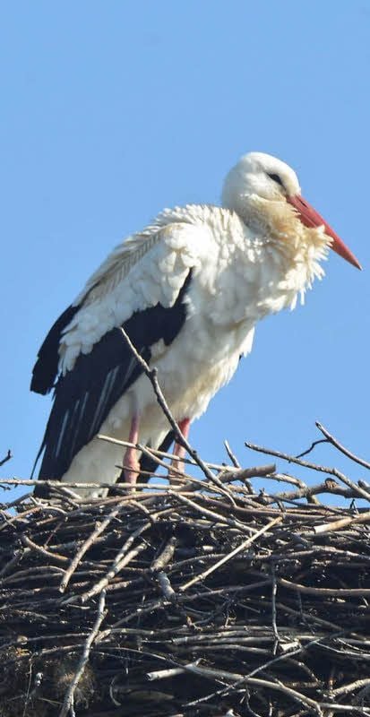 Blicke nach oben können sich in Dessau-Roßlau schon lohnen: Noch etwas erschöpft, thront in Neeken der Heimkehrer auf dem Nest.