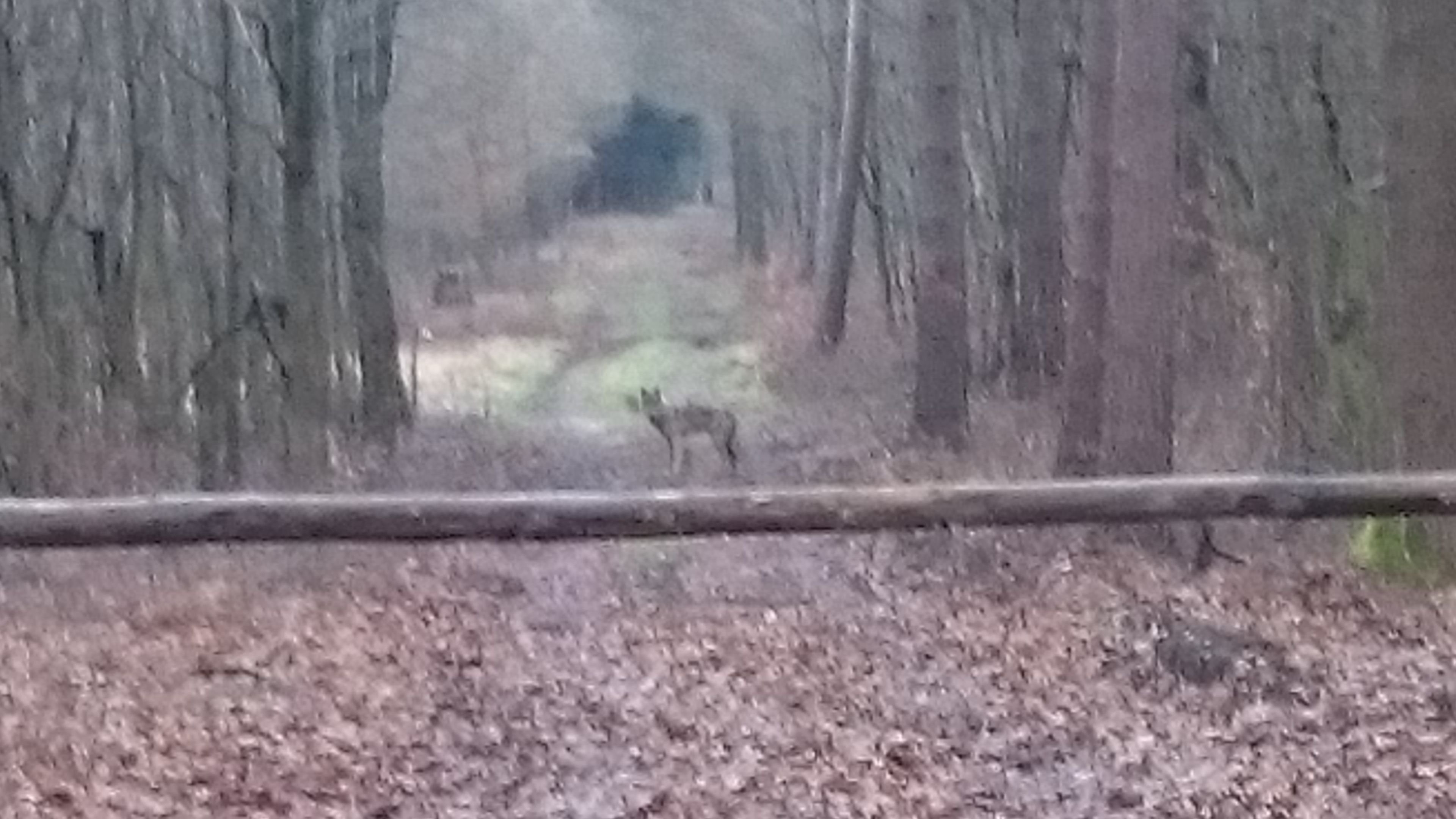 Ist es ein Wolf? Viel spricht dafür.