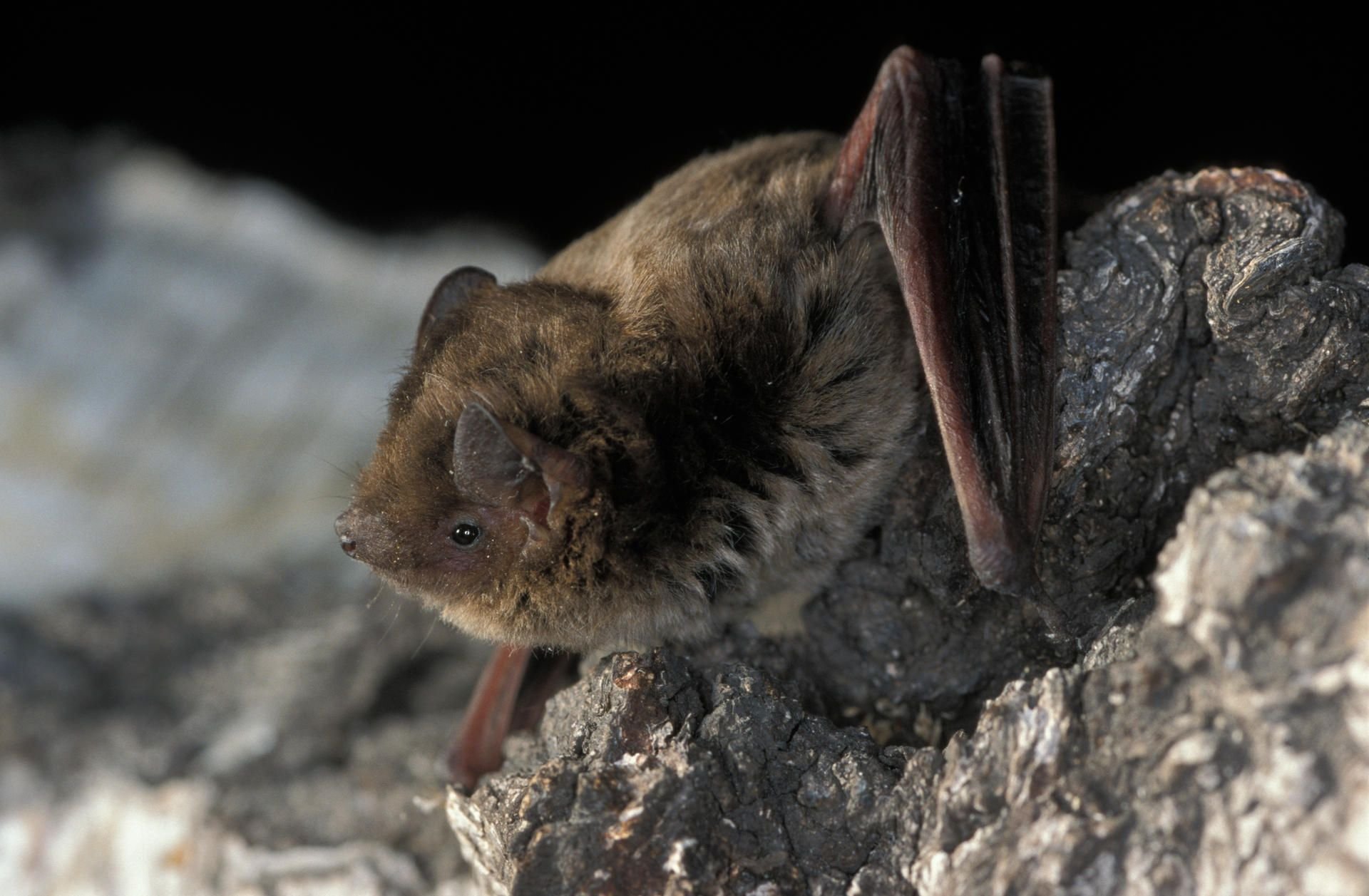 Eine Fledermaus hängt in einem Holtstapel. (Symbolbild)