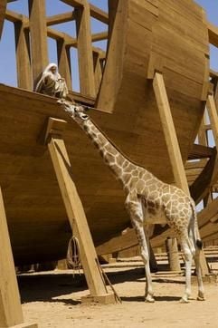 Im neuen Kinofilm «Evan Allmächtig» sitzt Evan Baxter (Steve Carell) auf seiner Arche und schaut auf eine Giraffe herunter. (Foto: dpa)