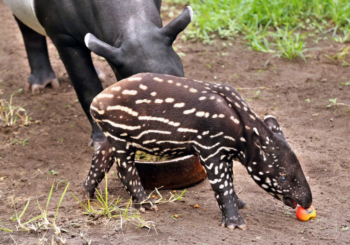 Schabrackentapir Baru im Leipziger Zoo.