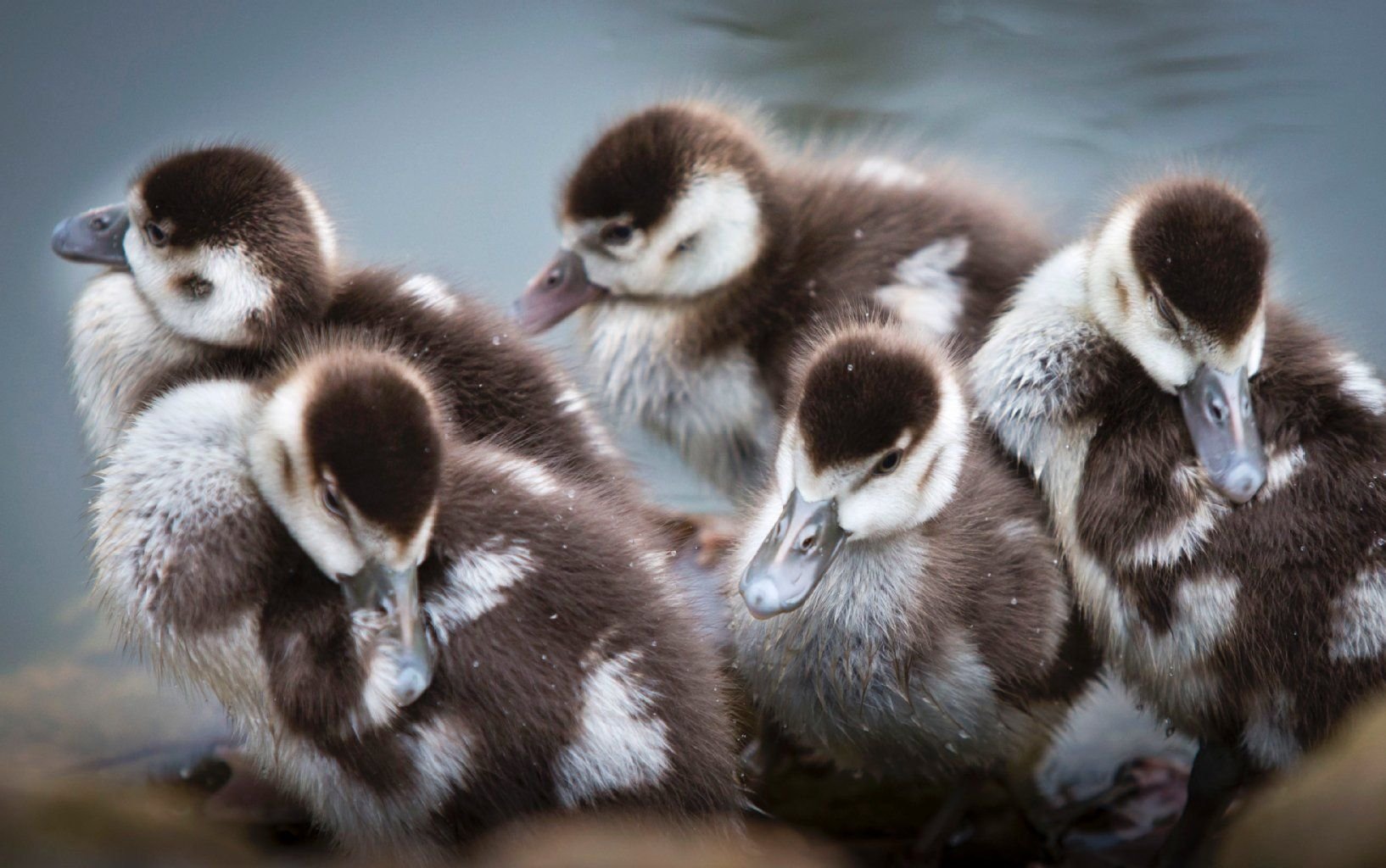Nilgans-Küken kuscheln