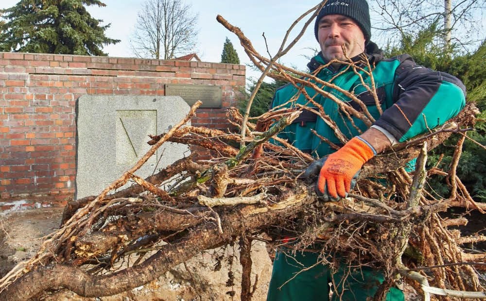Tobias Nordmann von der Firma Schiwek beseitigt altes Wurzelwerk am Gedenkstein für die Häftlinge des KZ-Außenlagers in Leau.