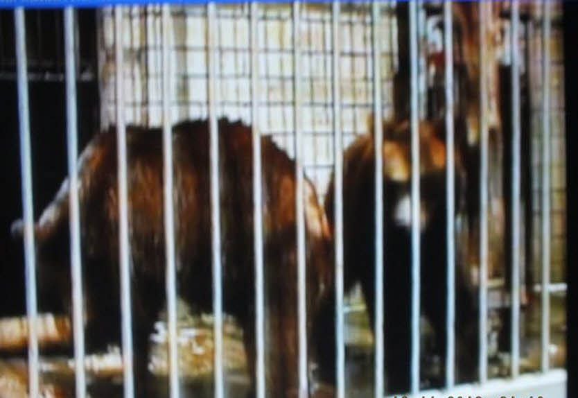 Hinter Gittern: Die Bären waren in Walbeck nicht artgerecht untergebracht. Das wurde zum Problem.