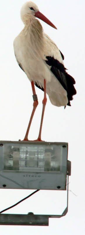 Der in Klöden gesichtete Storch bei einer kurzen Rast auf einer der Lampen am Sportplatz.